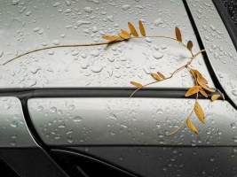 Leaves-on-Cars-02