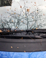 Leaves-on-Cars-04