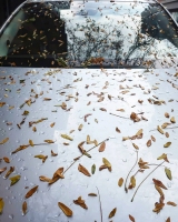 Leaves-on-Cars-07