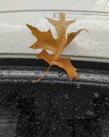 Leaves-on-Cars-09