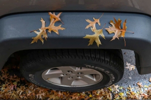 Leaves-on-Cars-11