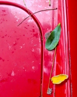 Leaves-on-Cars-15