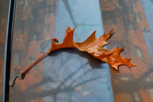 Leaves-on-Cars-16