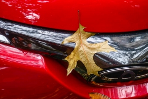 Leaves-on-Cars-17