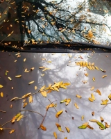 Leaves-on-Cars-19